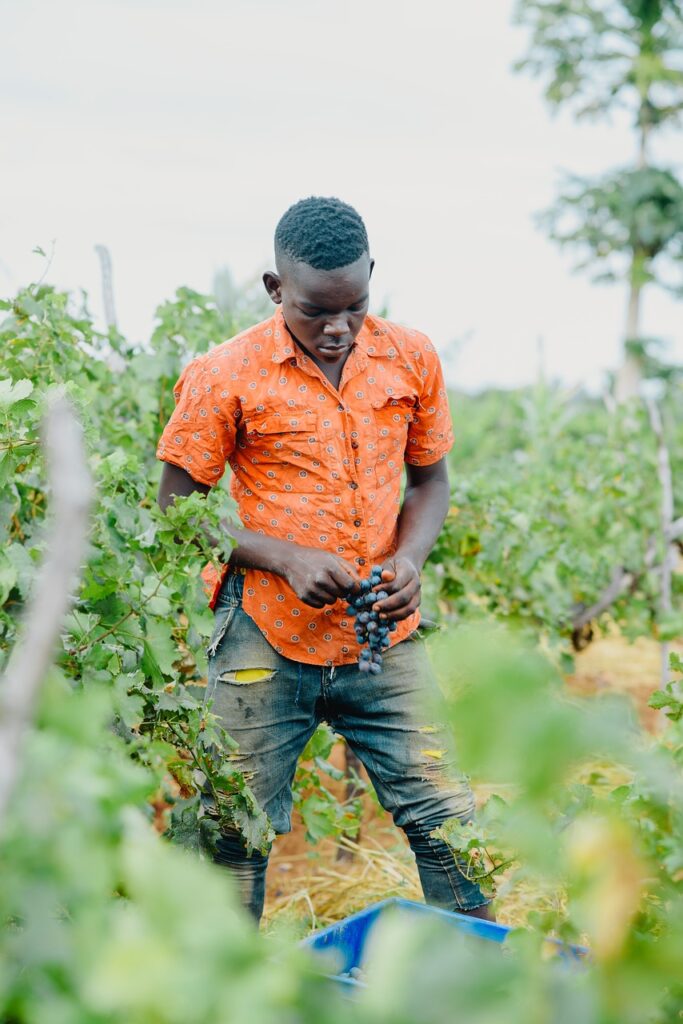 grapes, harvesting, farmer